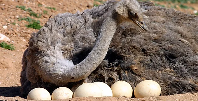 Health Benefits of Ostrich Eggs | How do Incubate and Hatch Ostrich Eggs?